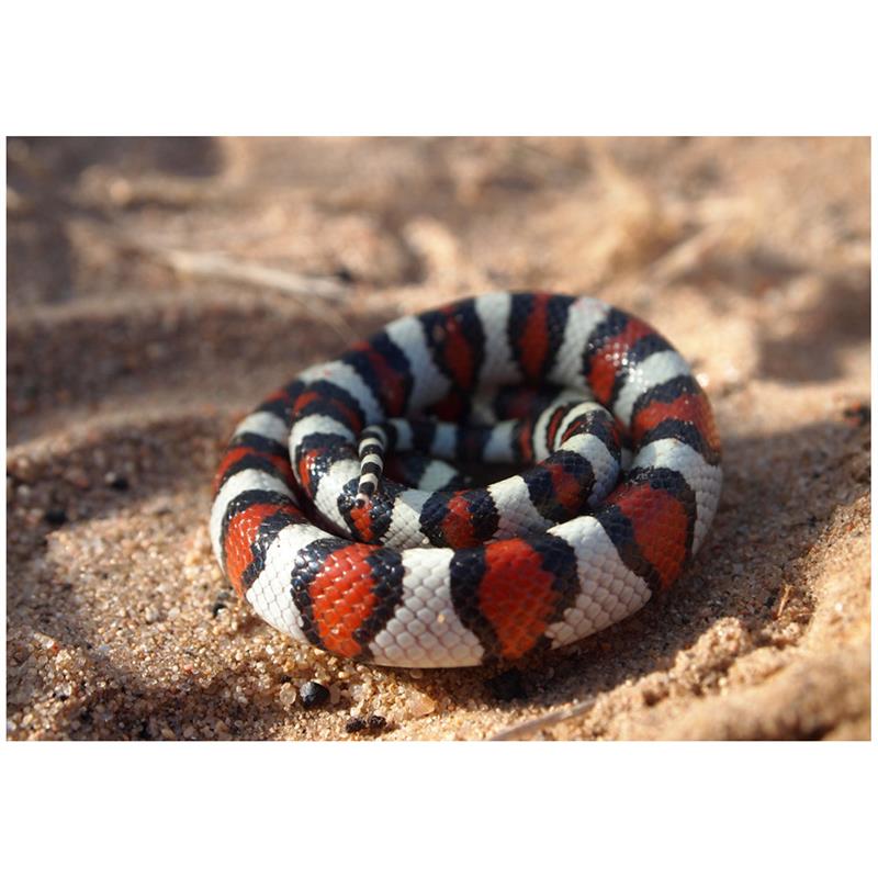 Lampropeltis triangulum gentilis - imagine 4